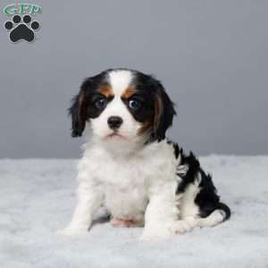 Newton, Cavalier King Charles Spaniel Puppy